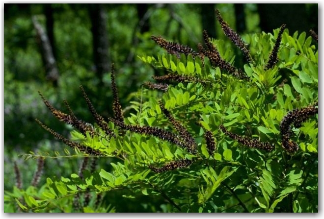 Аморфа (Amorpha)