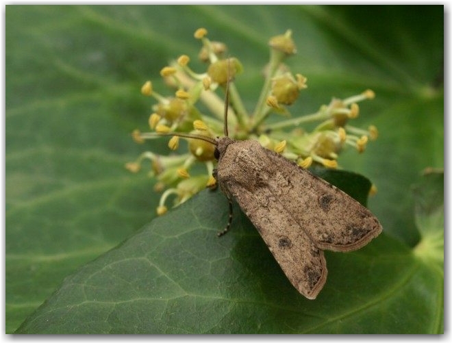 Совка озимая, или ночница озимая (Agrotis segetum)