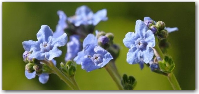 Чернокорень приятный (Cynoglossum amabile)