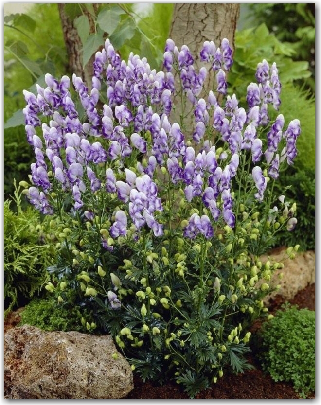 Аконит, или Борец садовый (Aconitum cammarum)
