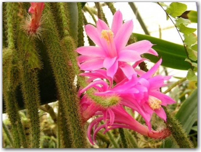 Дизокактус плетевидный (Disocactus flagelliformis)