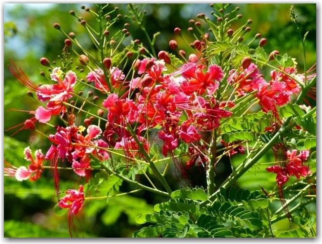 Цезальпиния прекраснейшая (Caesalpinia pulcherrima)