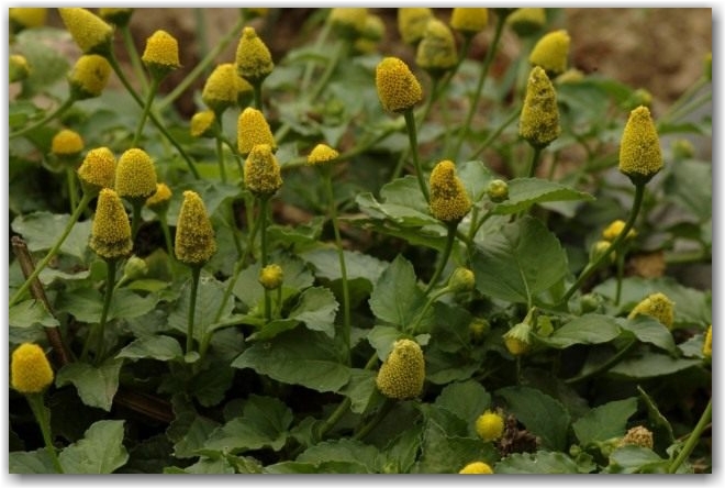 Акмелла огородная (Acmella oleracea), или Спилантес огородный (Spilanthes oleracea).