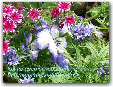 какие цветы посадить на даче