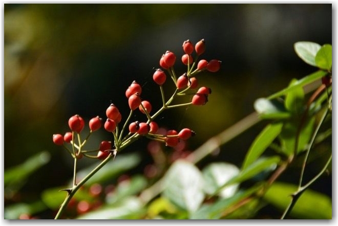 Шиповник многоцветковый, или роза многоцветковая (Rosa multiflora)