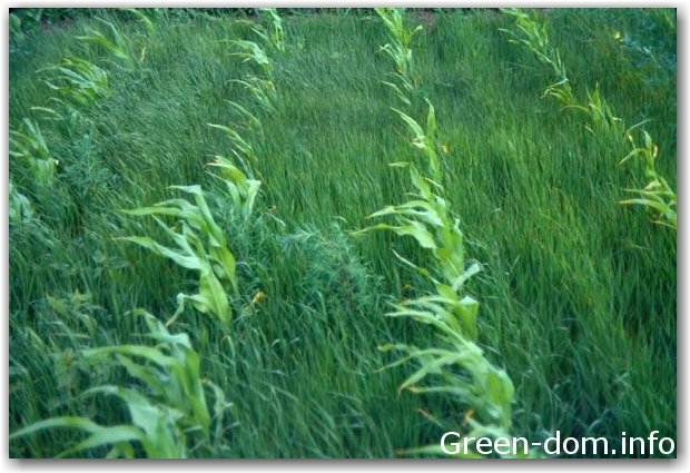 super-weeds-in-corn