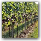 _vinograda_dlya_nachinayushchih_0