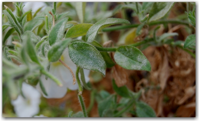 Мучнистая роса – побеждаем самого страшного врага