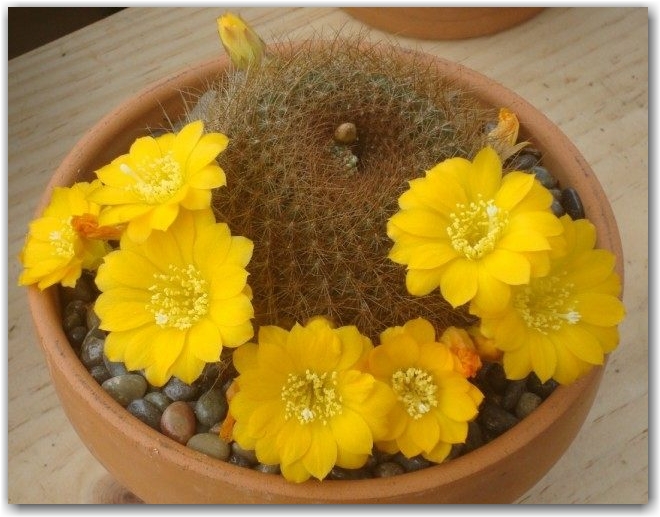 Ребуция Марсонери (Rebutia marsoneri)