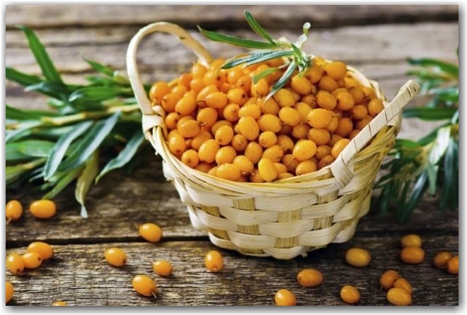 Облепиха крушиновидая (Hippophae rhamnoides)
