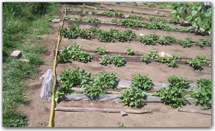 Рекомендации по выращиванию и удобрению картофеля