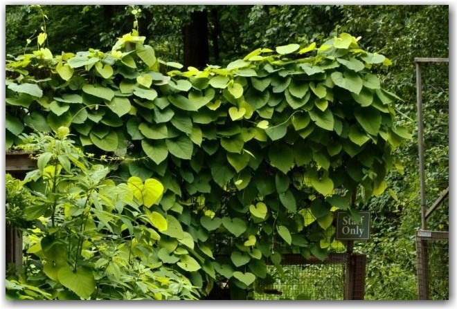 Кирказон крупнолистный, или Кирказон трубочный (Aristolochia macrophylla)