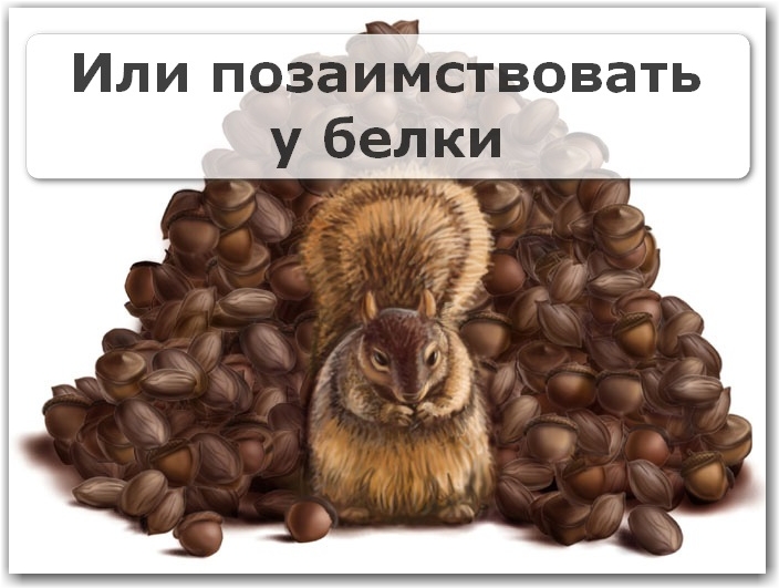 Как посадить и вырастить кедр из ореха