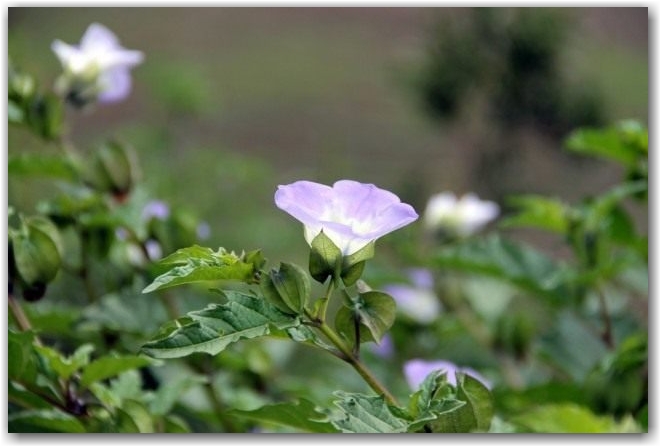 Никандра физалисовидная (Nicandra physalodes)