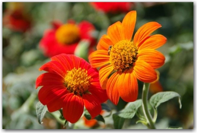 Титония круглолистная (Tithonia rotundifolia)