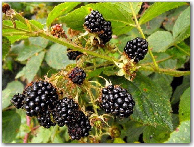 Ежевика кустистая (Rubus fruticosus)