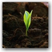 Agricultural-technique-to-increase-productivity[1]
