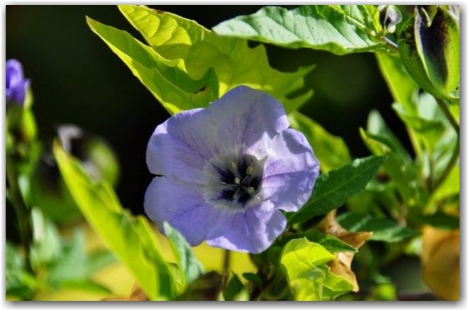 Никандра физалисовидная (Nicandra physalodes)