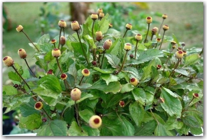 Масляный кресс (Spilanthes acmella)