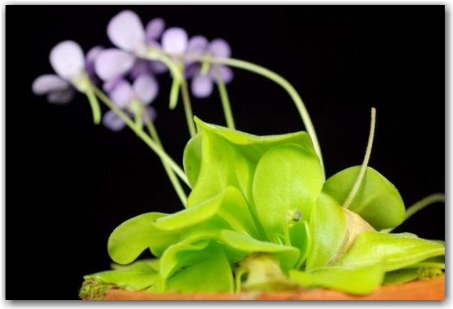 Жирянка (Pinguicula)