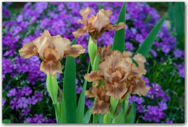 Низкорослый ирис бородатый "Зачарованный Мокко" (Iris 'Enchanted Mocha')