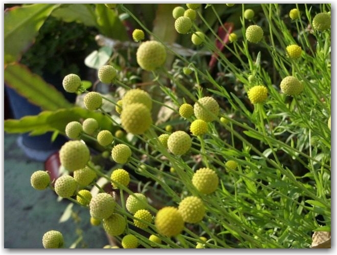 Гелениум ароматный, или Цефалофора ароматная (Helenium aromaticum syn. Cephalophora aromatica)