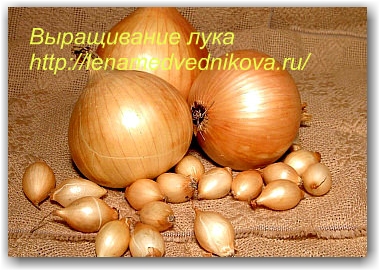 выращивание лука