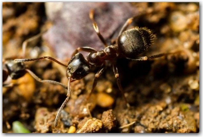 Чёрный садовый муравей, или чёрный лазий (Lasius niger)