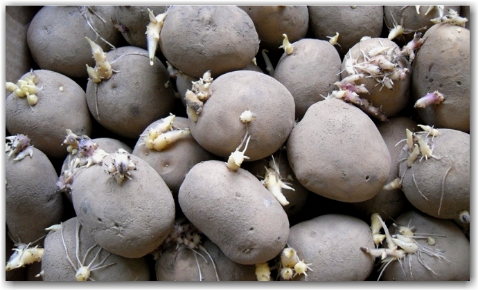 Посадка картофеля по Митлайдеру – как получить урожай?