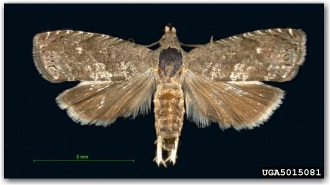Восточная плодожорка, или плодожорка восточная персиковая (Grapholita molesta)