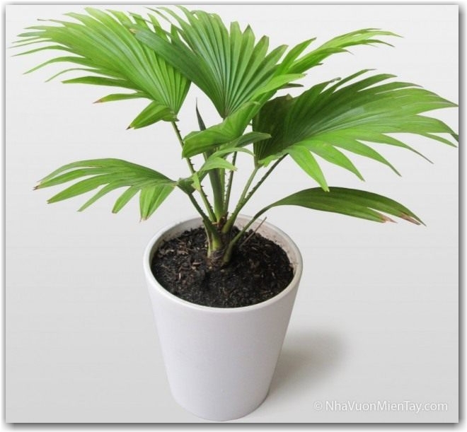 Pапис высокий (Rhapis excelsa)