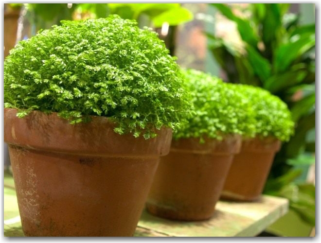 Селагинелла (Selaginella)