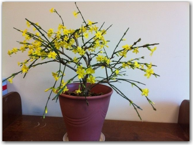 Жасмин Месни (Jasminum mesnyi)