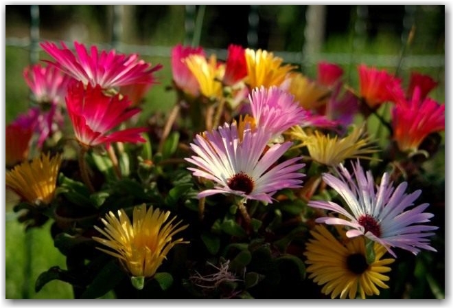 Доротеантус (Dorotheanthus)