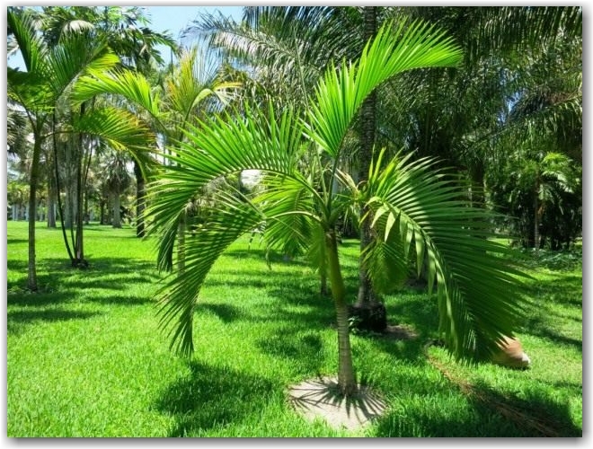 Арека желтеющая (Areca lutescens), или Гиофорба индика (Hyophorbe indica)