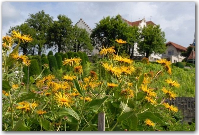 Девясил высокий (Inula helenium)