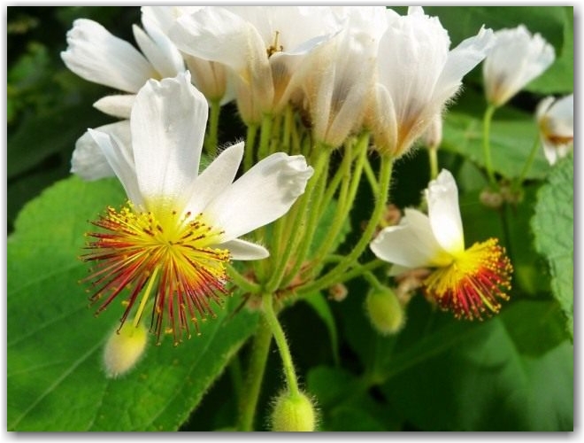 Спармания африканская (Sparmannia africana)