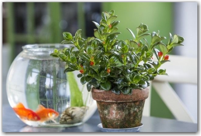 Нематантус грегариус (Nematanthus gregarius)