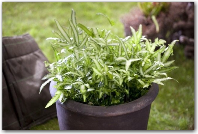 Птерис критский (Pteris cretica)