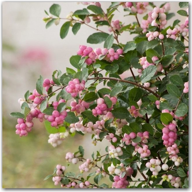 Снежноягодник Доренбоза "Меджикал свит" (Symphoricarpos x doorenbosii 'Magical Sweet')