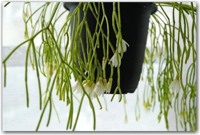 Рипсалис кампос-портоана (Rhipsalis campos-portoana)