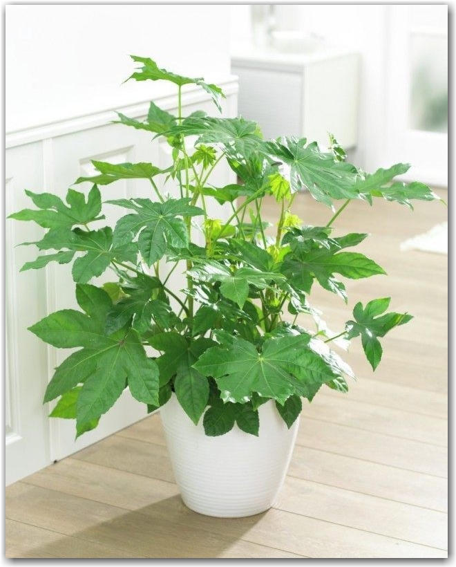 Фатсия японская (Fatsia japonica) 