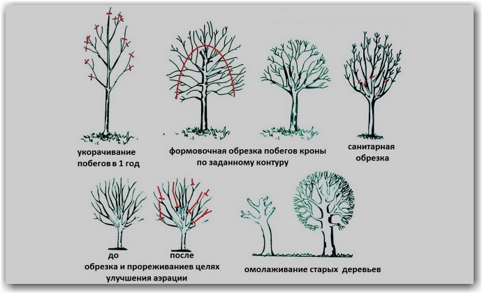 Для чего делают обрезку абрикоса?